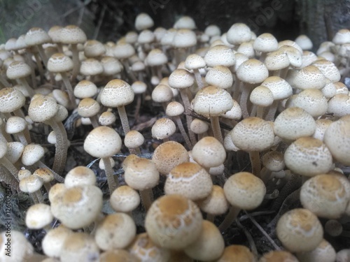 Poison mushrooms 3