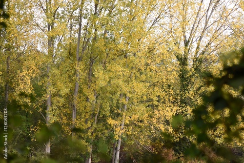 Forest in autumn