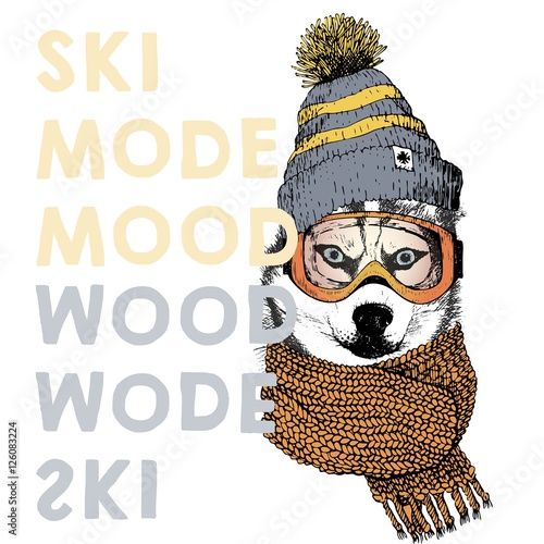 Vector poster with close up portrait of siberian husky dog.Ski mode mood. Puppy wearing beanie, scarf and goggles.
