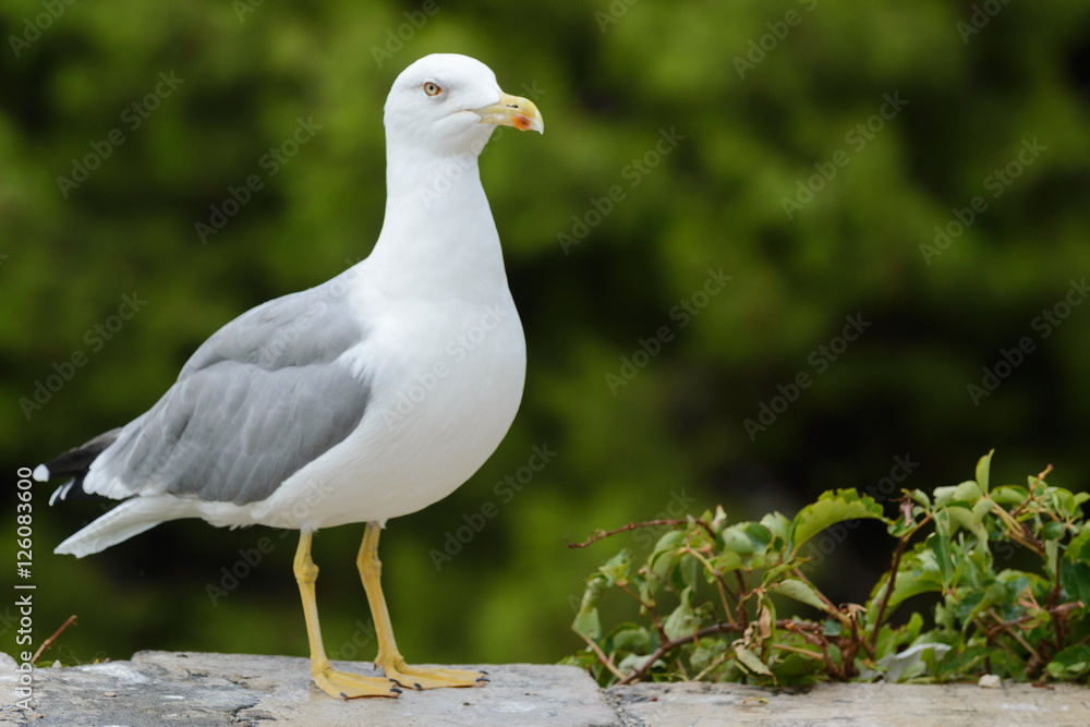 Seagull Seagull