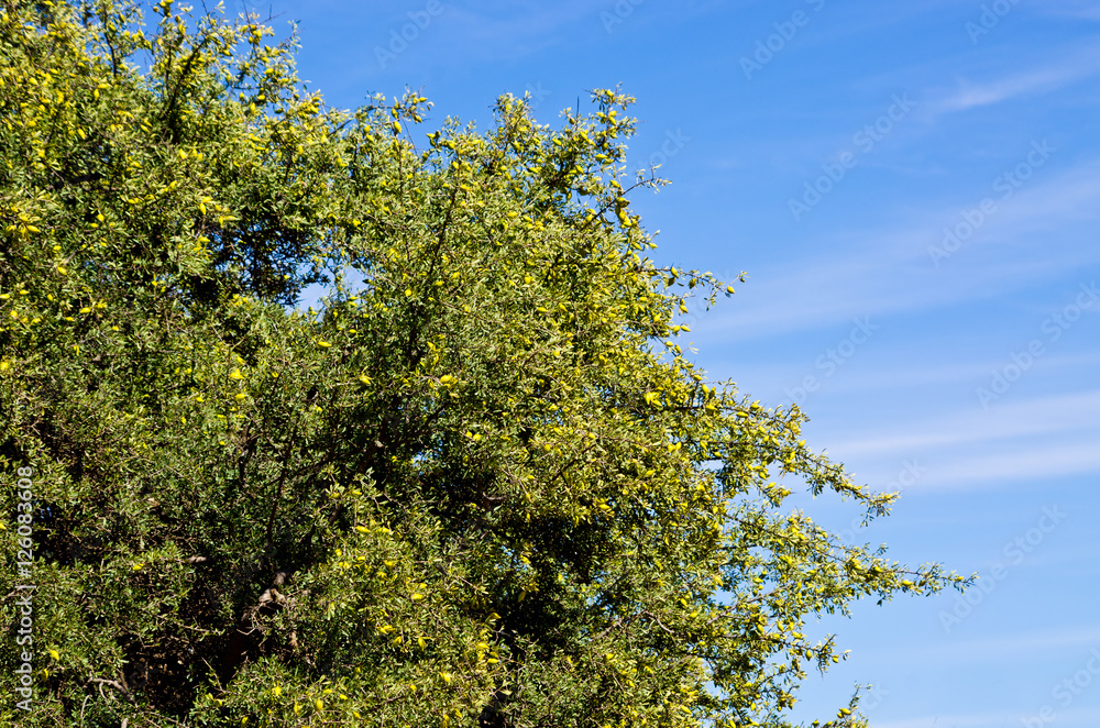 Fototapeta premium Argan tree with yellow fruits