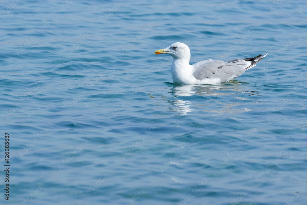 Seagull Seagull