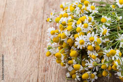 Fototapeta Naklejka Na Ścianę i Meble -  Medical Chamomile