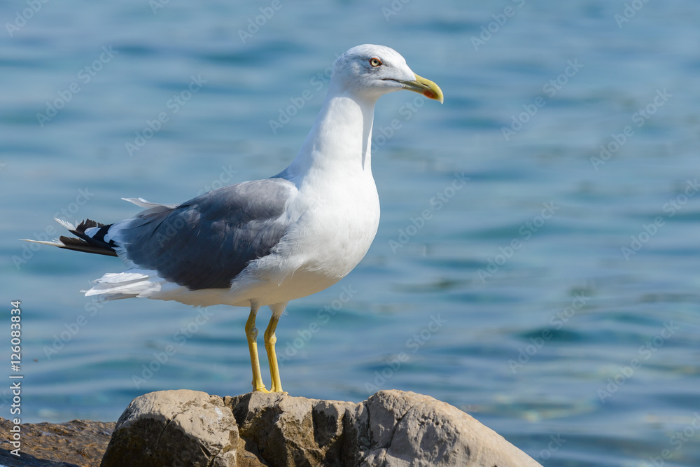 Seagull Seagull