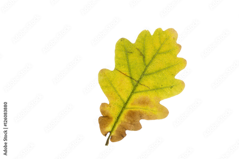 Fototapeta premium Eichenblatt mit Herbstfärbung, freigestellt