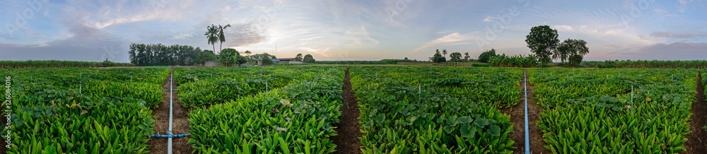 360 degree panorama of galingale field / galingale garden 360 degree panorama of galingale field / galingale garden
