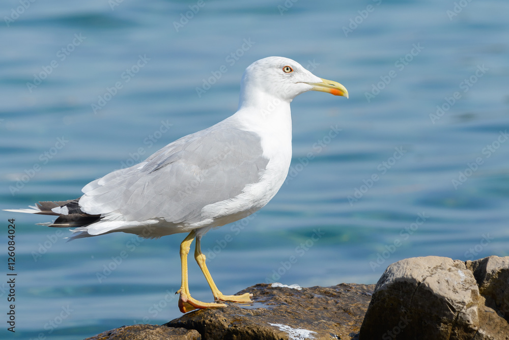 Seagull Seagull