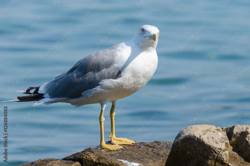 Seagull Seagull