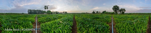 360 degree panorama of galingale field / galingale garden