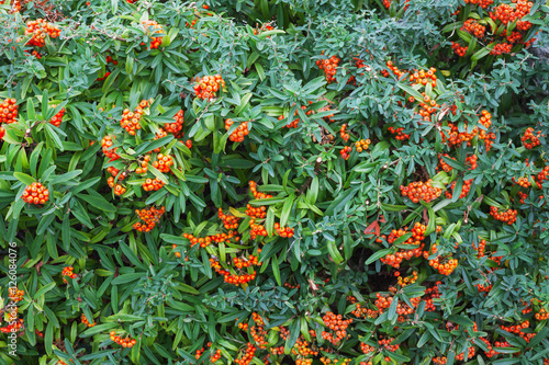 Orange berries.