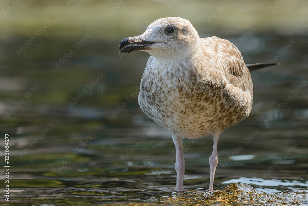Seagull
