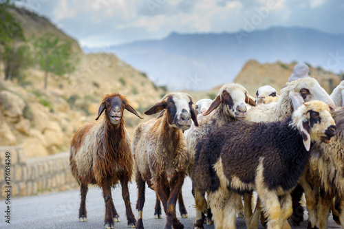 flock of sheep overtaken by the shepherd