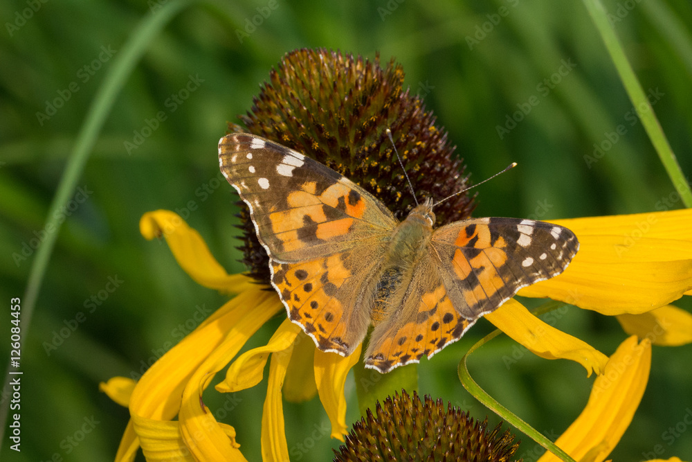 Obraz premium Red admiral (Vanessa Atalanta) upon a yellow echinacea flower