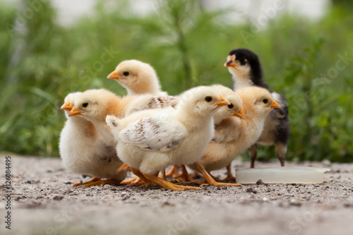 Baby chicken in poultry farm. © Fotikphoto