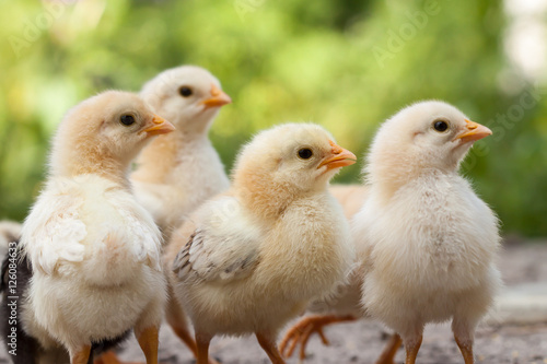 Baby chicken in poultry farm.