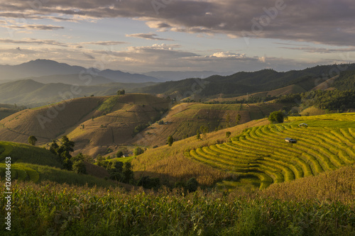 Beautiful terraced rice field in harvesting season. Mae Cham, Chaingmai, Thailand. Before sunset and twilight time