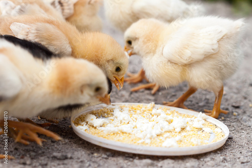Chicks eating on farm yard outdoors.