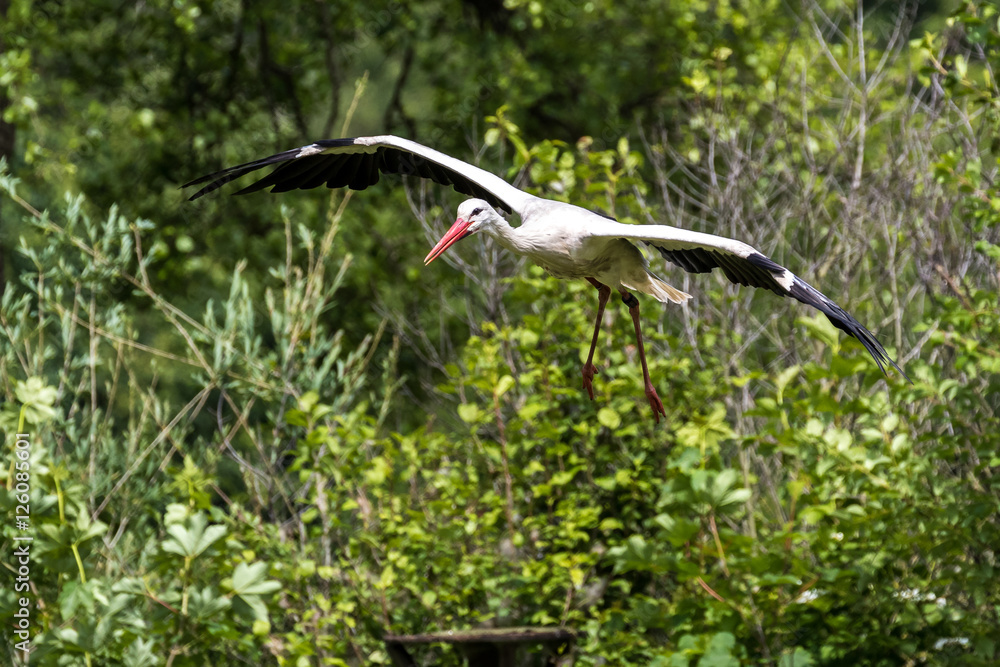 Fototapeta premium Weißstorch im Flug - Ciconia ciconia