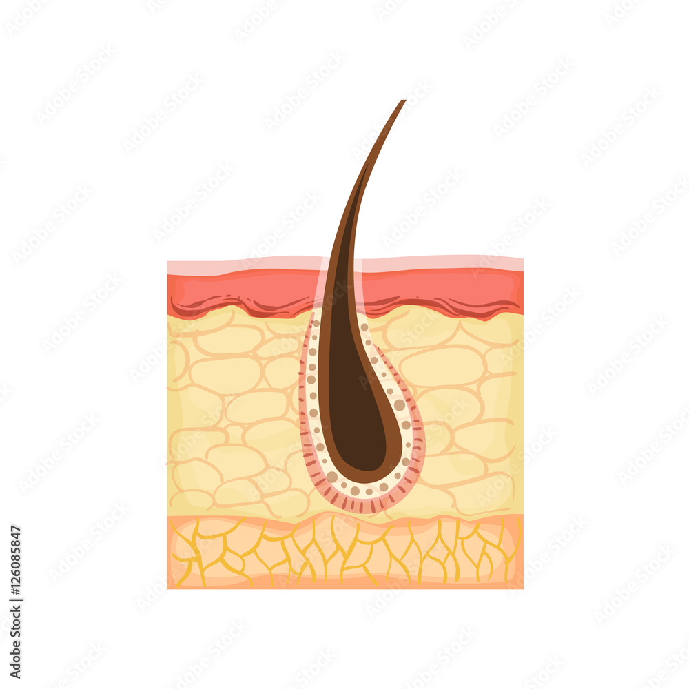 Dermatology Skincare Anatomical Info Illustration Demonstrating Skin ...