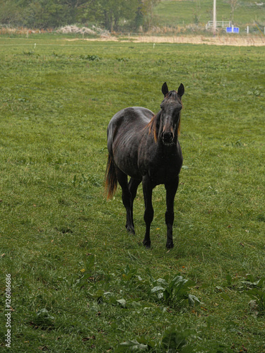 Black horse in a green field.