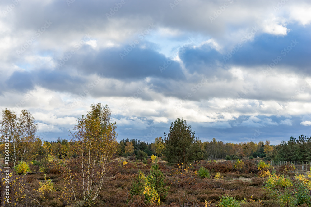 forest in autumn