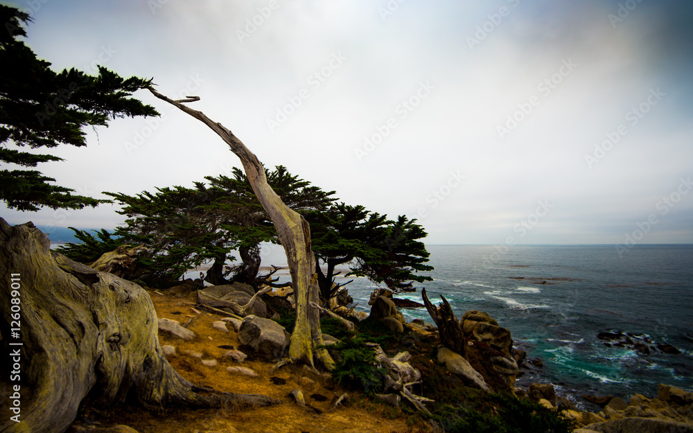 Coastal Cypress