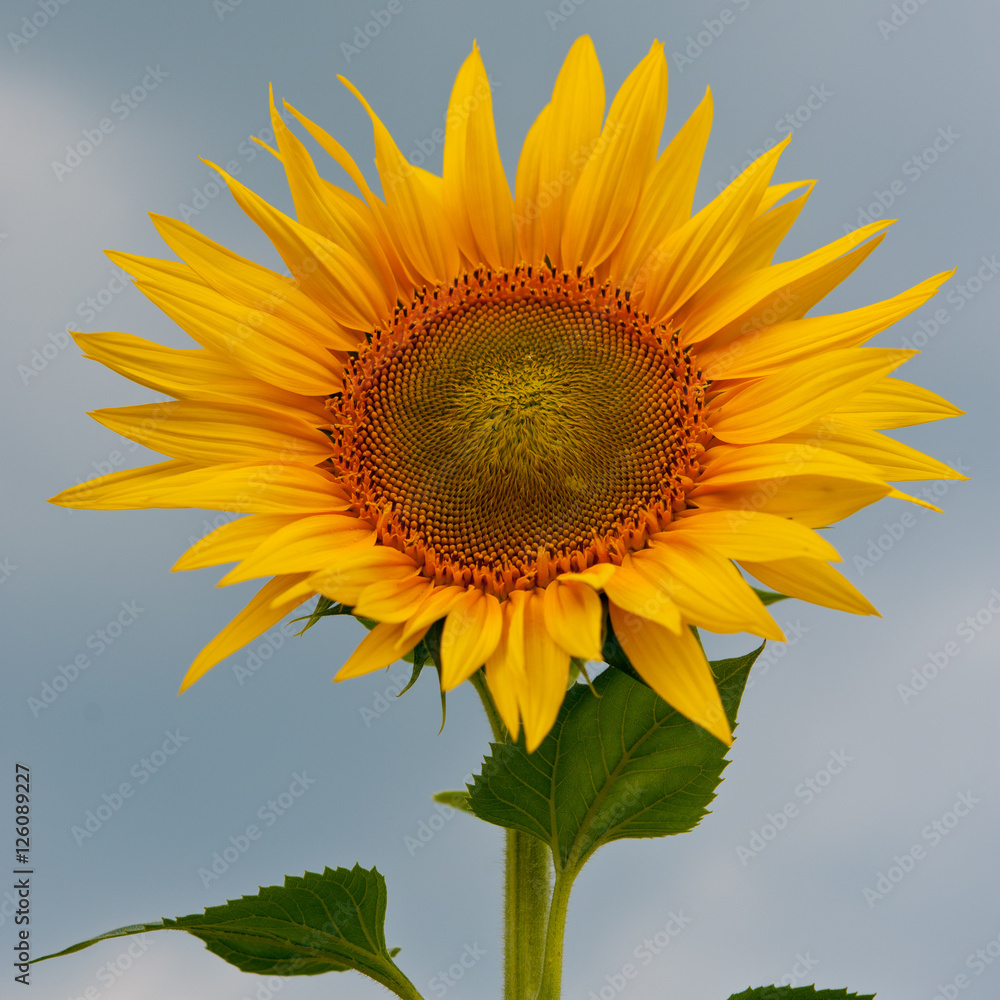 Fototapeta premium blooming sunflowers