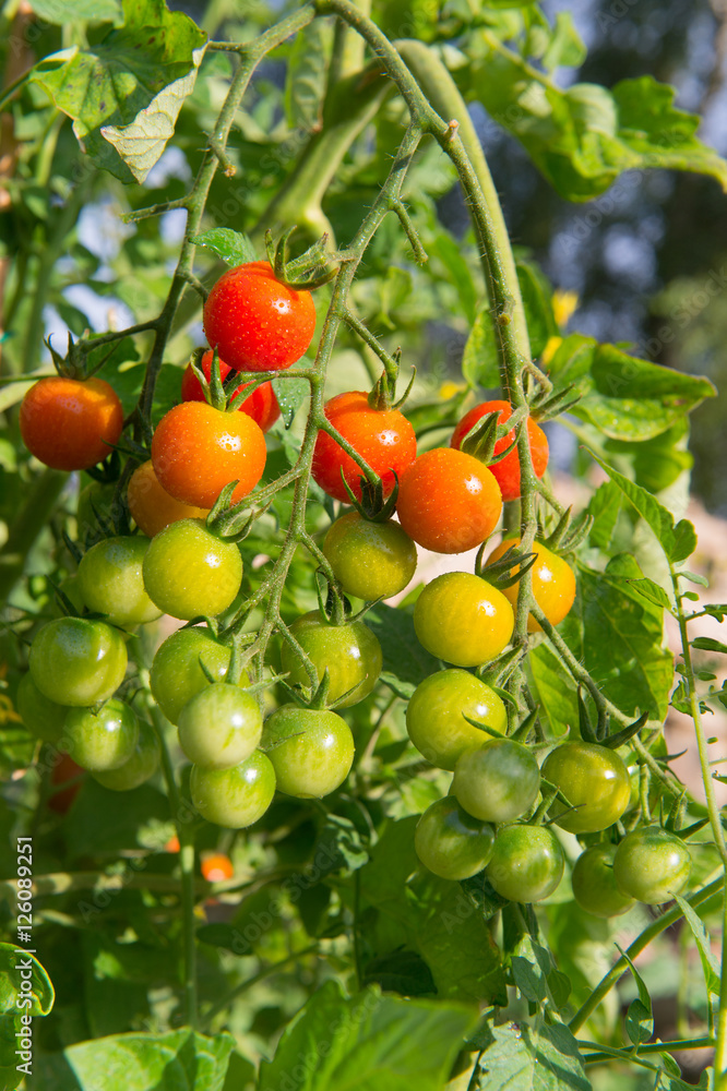 Cherry tomatoes in garden