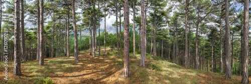 panorama of pine forest on the hillside