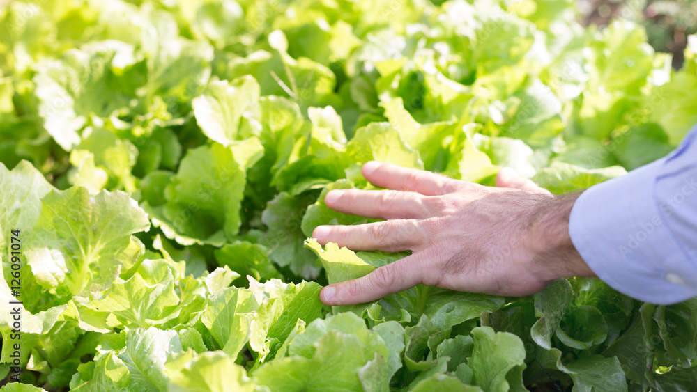 Farmer in his vegetable garden Farmer in his vegetable garden