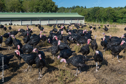 Many turkeys at the farm
