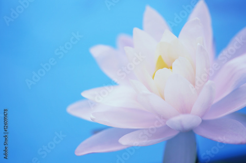Lotus flower in close up
