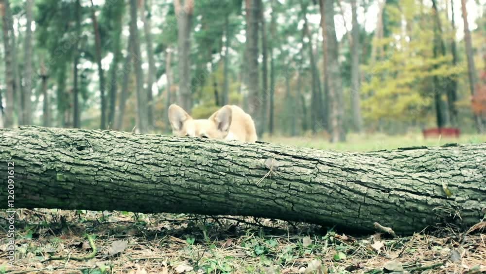 Dog overcomes an obstacle Dog overcomes an obstacle