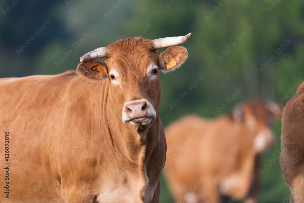 Cow from French Limousin