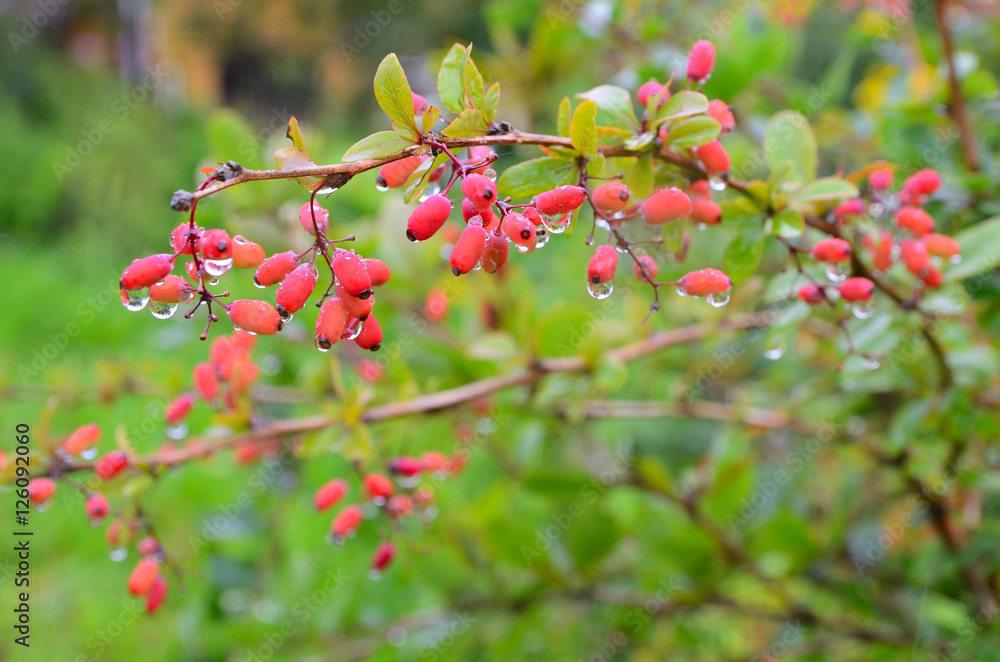 Obraz premium Bunches of red barberry with raindrops at the end of summer season. Fresh organic berries with green leaves in village garden. Seasonal fruit, fall harvest and medicinal plant concept.