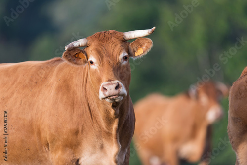 Slika na platnu Cow from French Limousin
