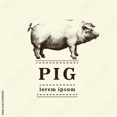 Vector illustration of pig, hand drawing .