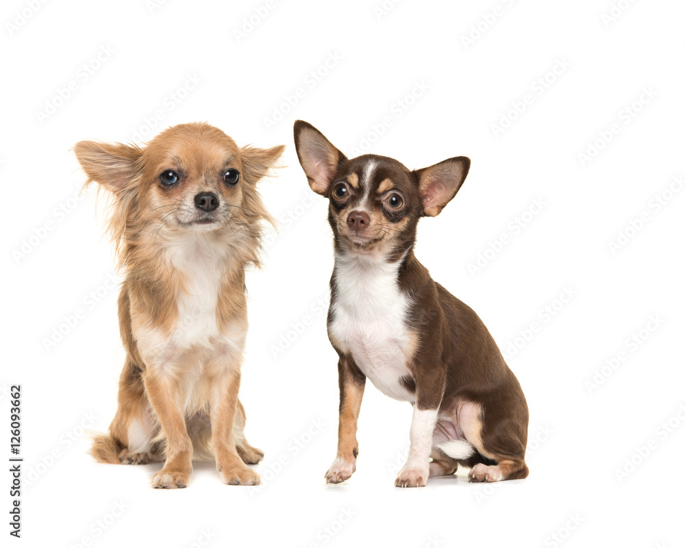 Two chihuahua dogs one long haired one short haired, both sitting and facing the camera isolated on a white background