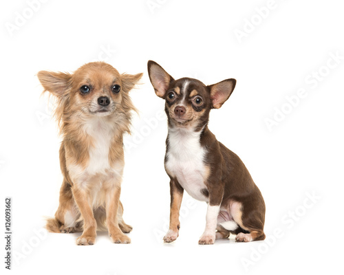 Fototapeta Naklejka Na Ścianę i Meble -  Two chihuahua dogs one long haired one short haired, both sitting and facing the camera isolated on a white background