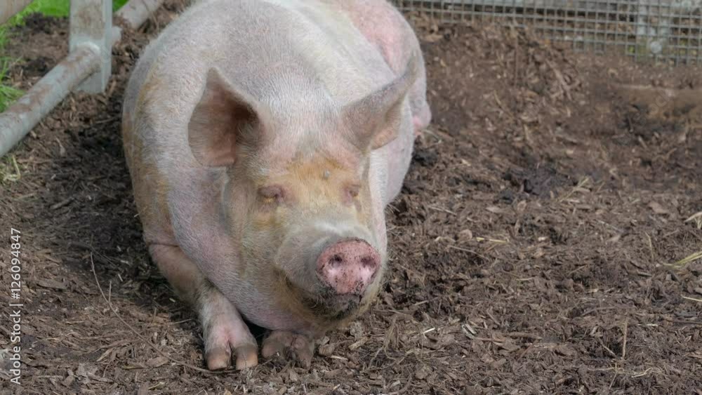 The muddy pig on his fence while munching. A pig is any of the animals in the genus Sus within the Suidae family of even-toed ungulates. The muddy pig on his fence while munching. A pig is any of the animals in the genus Sus within the Suidae family of even-toed ungulates.