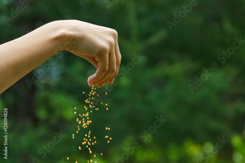 Obraz na plátne Seeds falling from a hand on green background