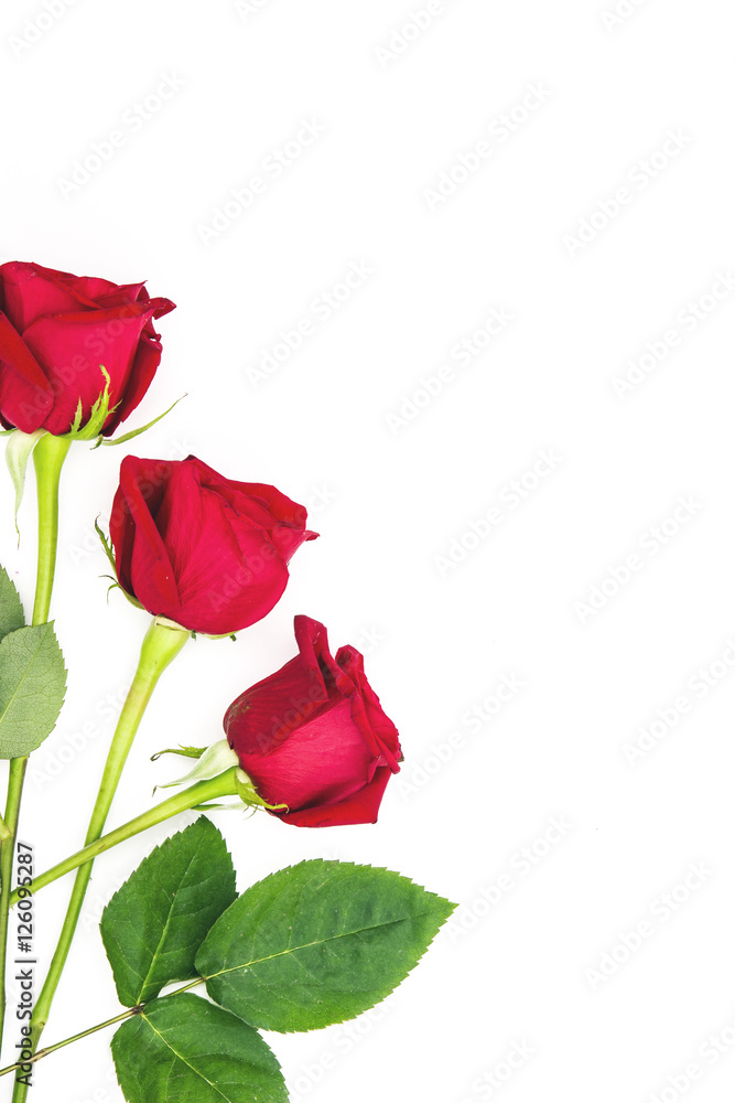 Red roses isolated on white background
Red roses isolated on white background