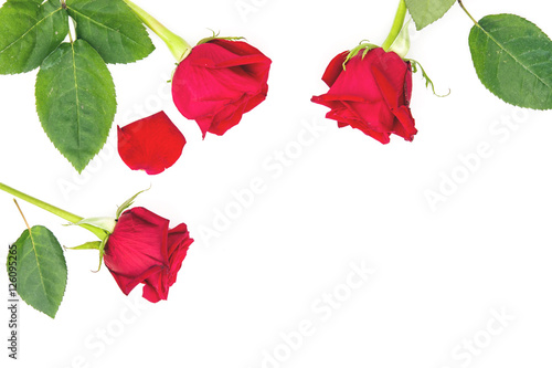 Red roses and petals isolated on white background    