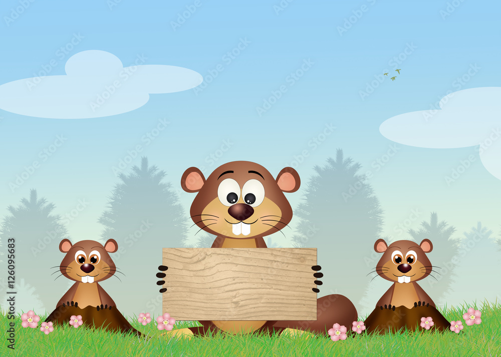 Groundhog in the meadow Groundhog in the meadow