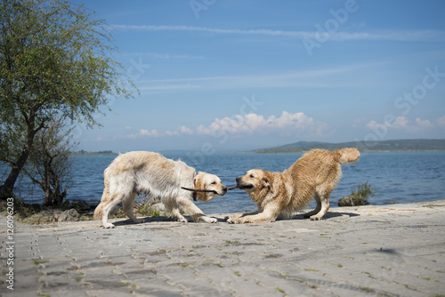 Fototapeta Naklejka Na Ścianę i Meble -  dogs are playing at se side