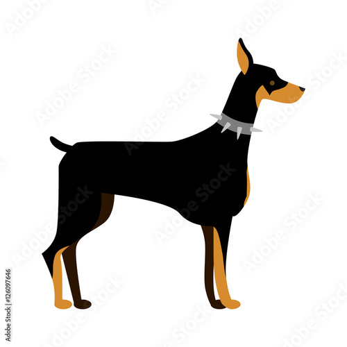 Isolated doberman dog. Isolated purebred dog standing on white background.