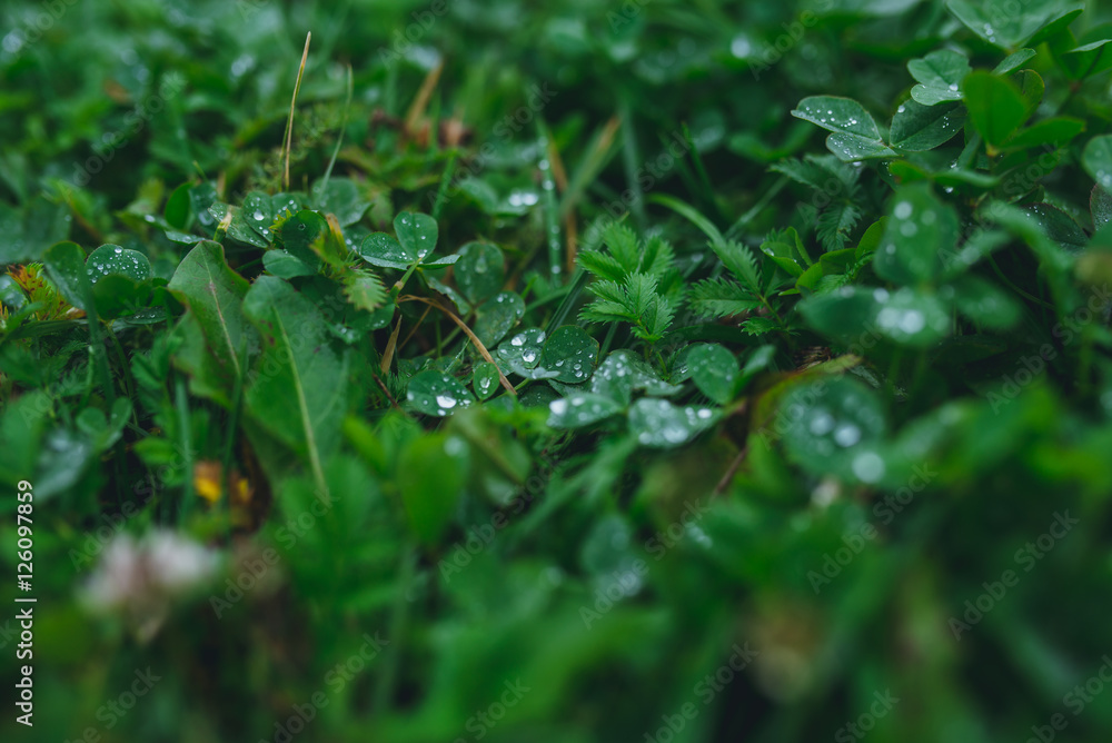 Fresh grass background with dew drops closeup Fresh grass background with dew drops closeup