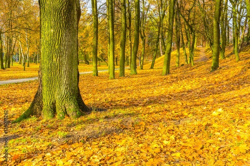 Colorful fall park in small city in Poland