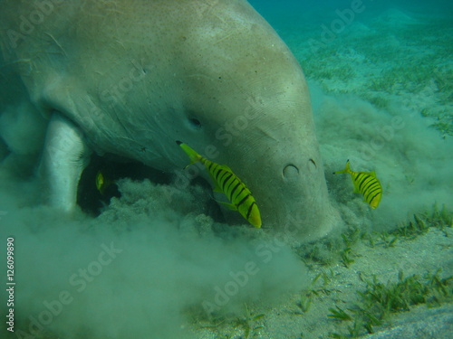 Dugong