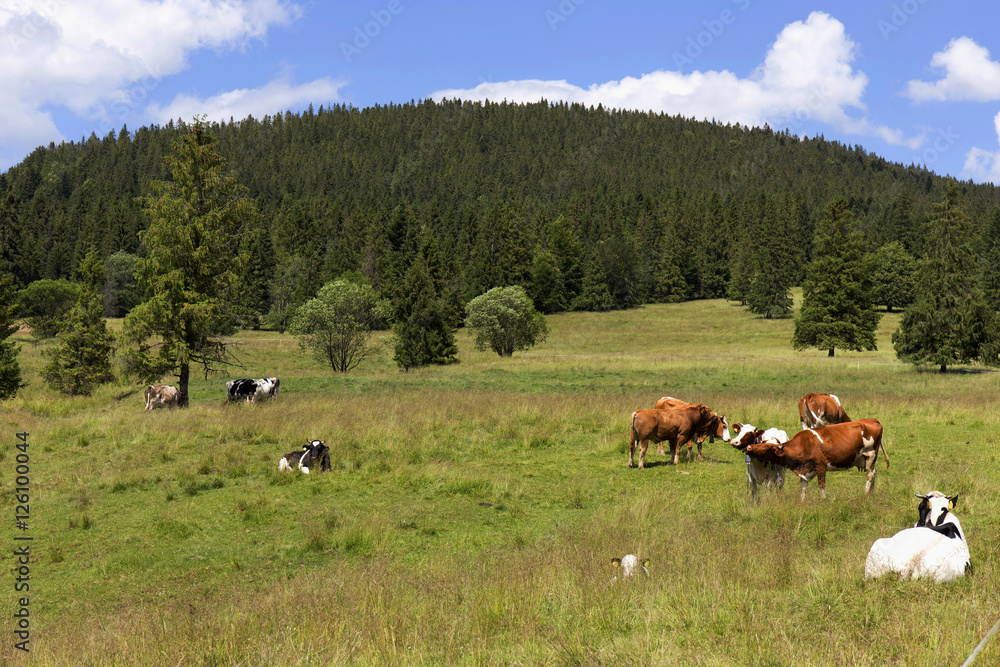 Cows in the clear Nature, Slovakia